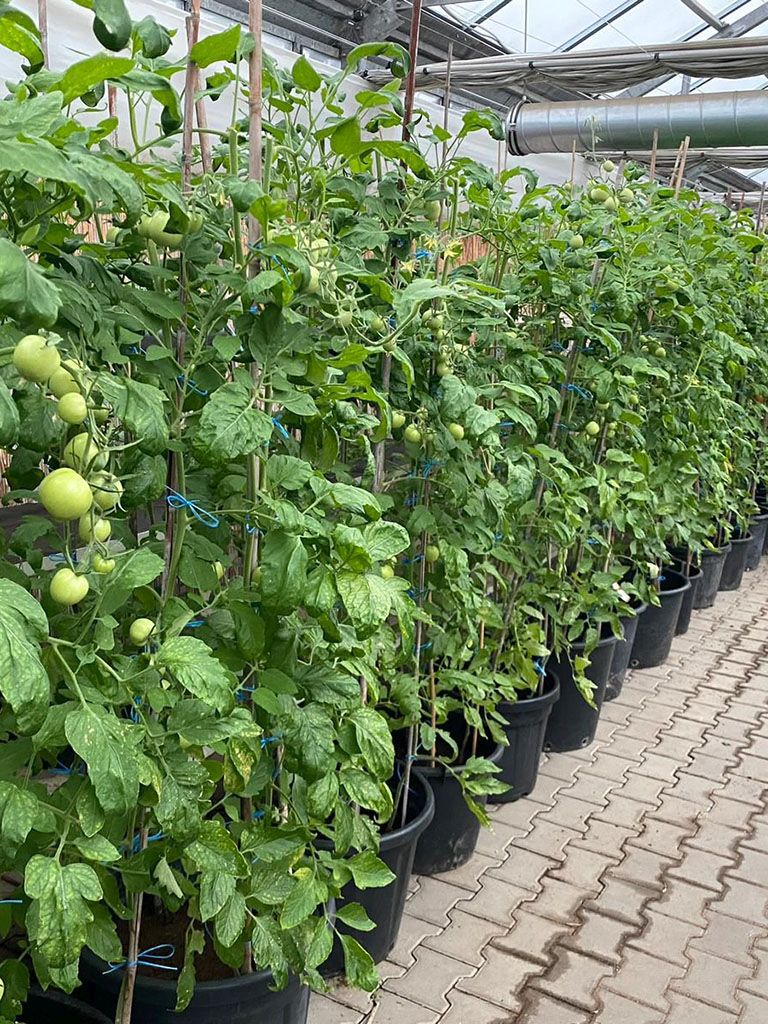 Rajčata 2_cz--cs-CZ